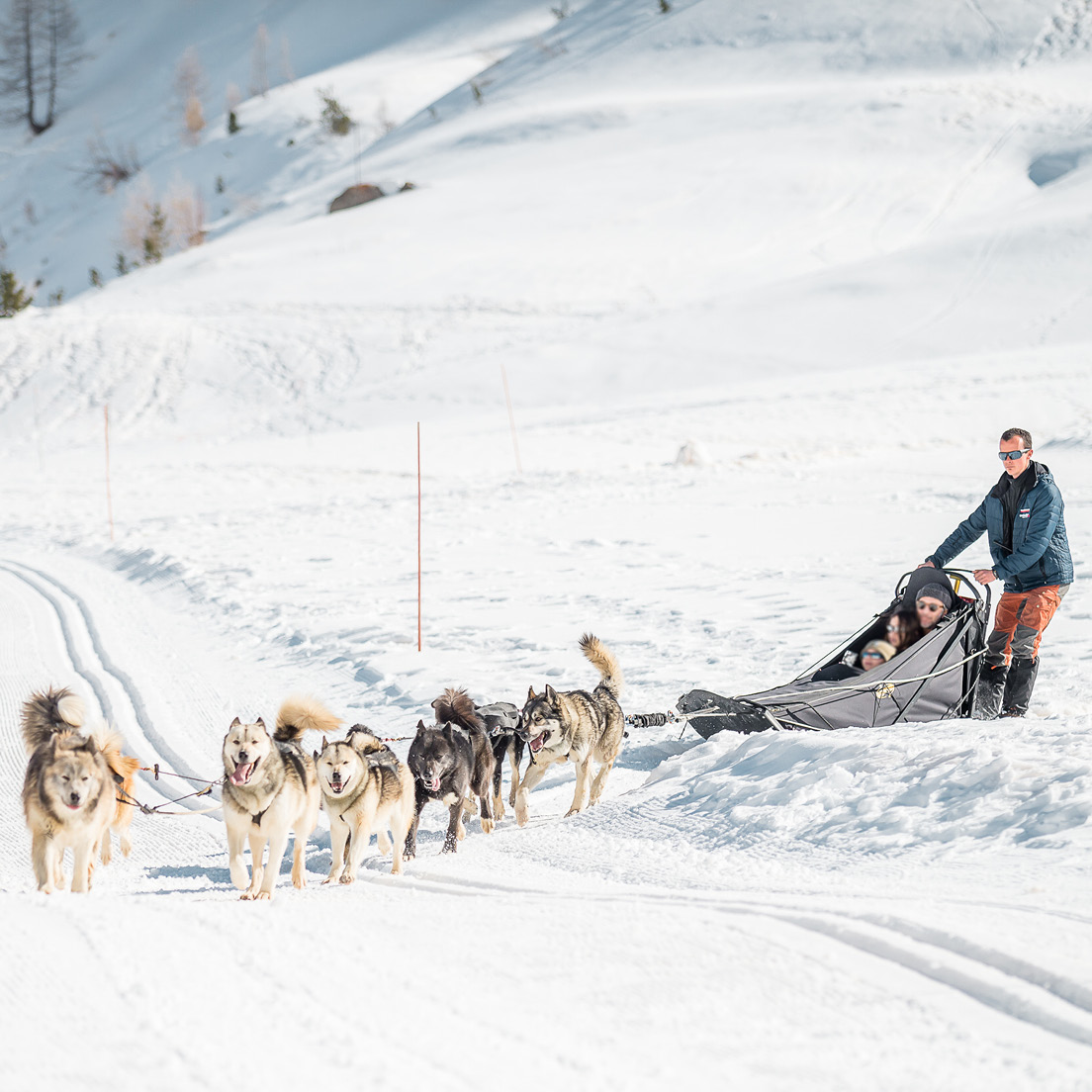 Activité chiens de traineau à Tignes au printemps