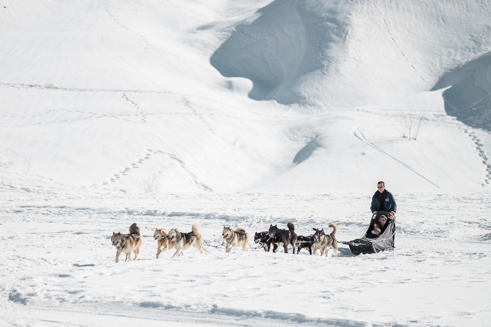 Balade en chiens de traîneau sur le Lac de Tignes