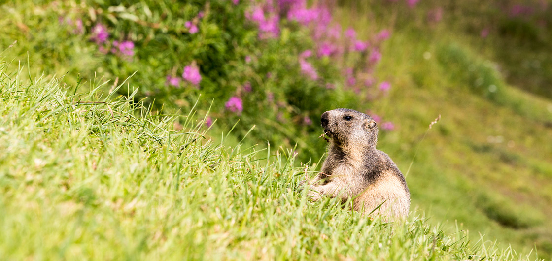 Marmotte sur le golf de Tignes