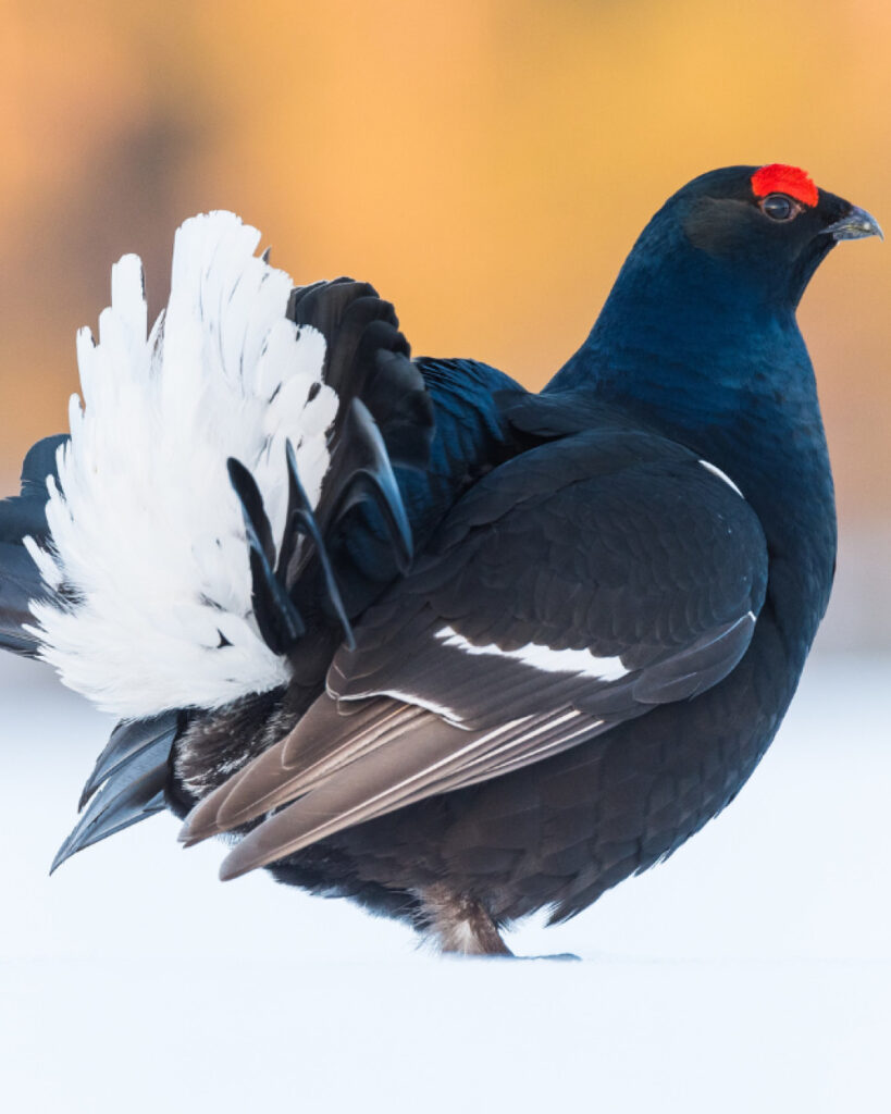 Tetras Lyre Le Dandy Des Alpes.png